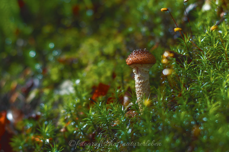 Pilz nach Regen im Wald