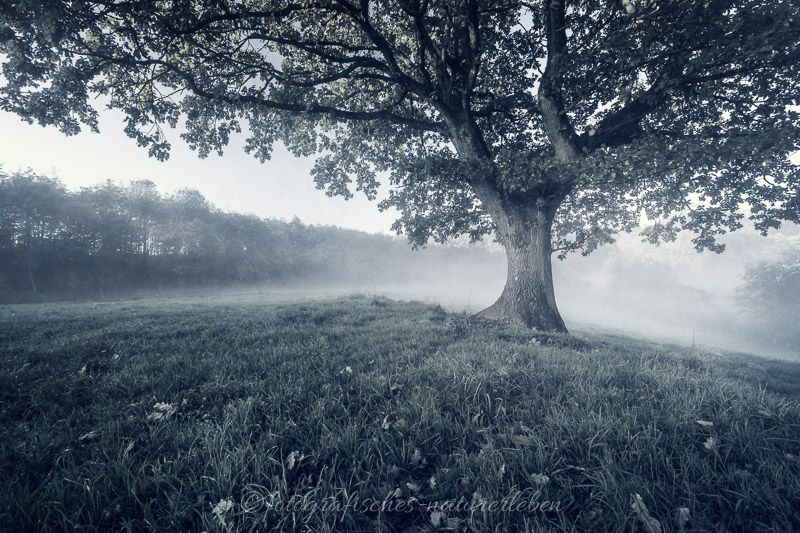 Baum umgeben von Nebel