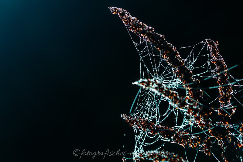 Spinnennetz bedeckt mit Morgentau