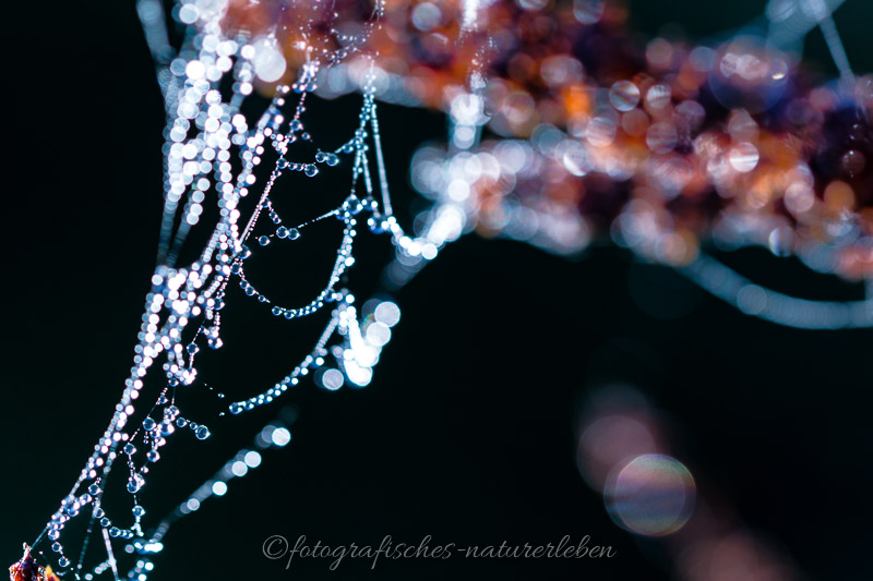 Spinnennetz im glitzernden Morgentau