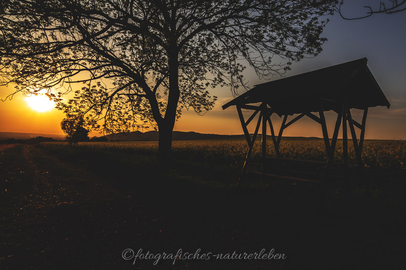 Wiese und Baum im Sonnenuntergang bei Gegenlicht