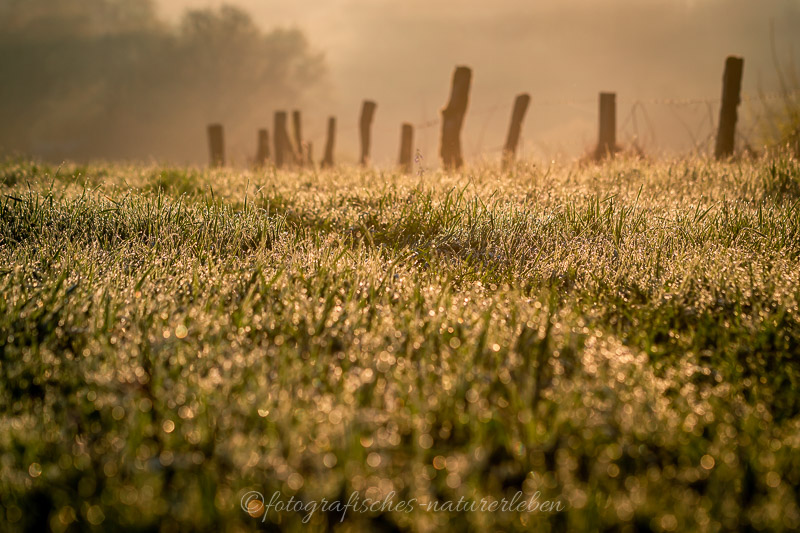 Wiese im glitzernden Morgentau