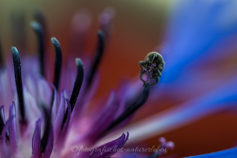 lila Blüte mit Käfer