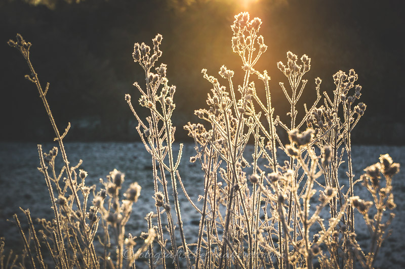 Pflanzen mit Frost bedeckt