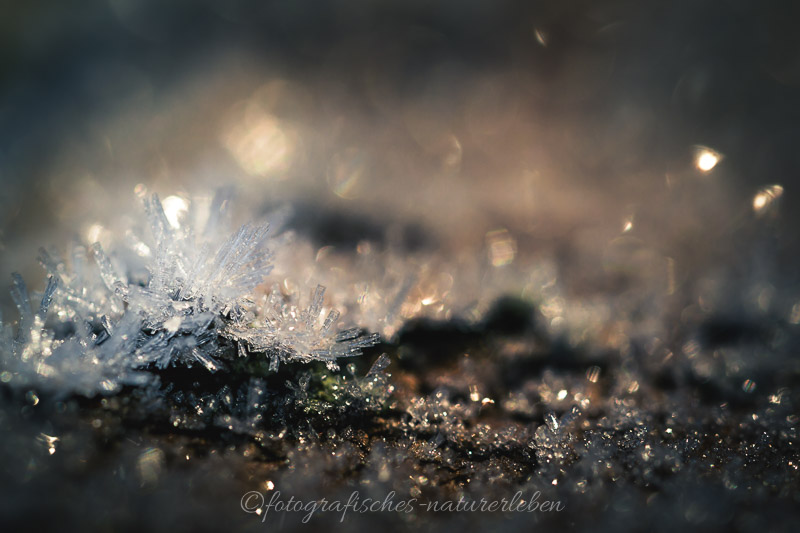 Eiskristalle im Morgenlicht