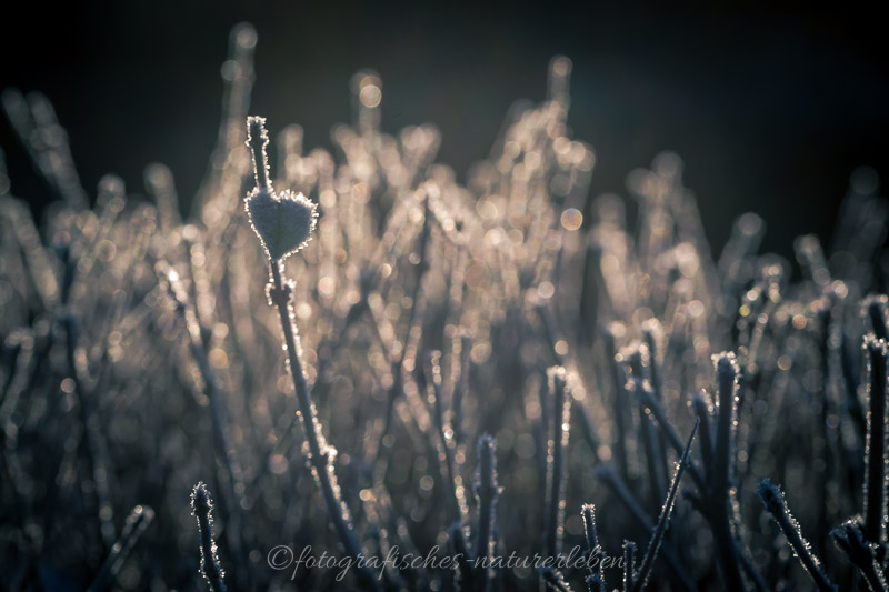 Pflanzen im Frostkleid